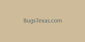 BugsTexas.com
