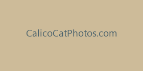 CalicoCatPhotos.com