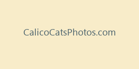 CalicoCatsPhotos.com