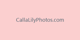 CallaLilyPhotos.com