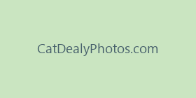 CatDealyPhotos.com