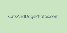 CatsAndDogsPhotos.com