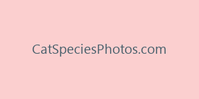 CatSpeciesPhotos.com