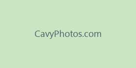 CavyPhotos.com