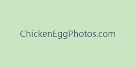 ChickenEggPhotos.com