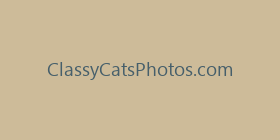 ClassyCatsPhotos.com