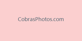 CobrasPhotos.com