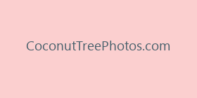 CoconutTreePhotos.com