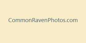 CommonRavenPhotos.com
