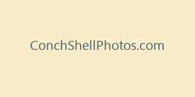 ConchShellPhotos.com