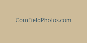 CornFieldPhotos.com