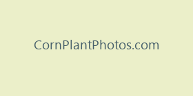 CornPlantPhotos.com