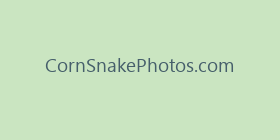 CornSnakePhotos.com