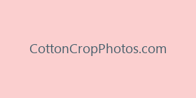 CottonCropPhotos.com