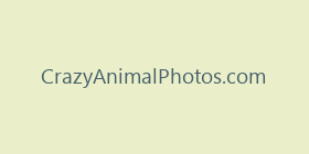 CrazyAnimalPhotos.com
