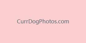 CurrDogPhotos.com