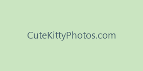 CuteKittyPhotos.com