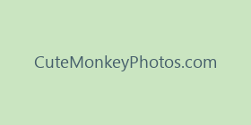 CuteMonkeyPhotos.com