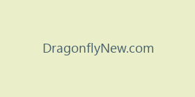 DragonflyNew.com