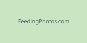 FeedingPhotos.com
