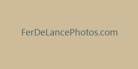 FerDeLancePhotos.com