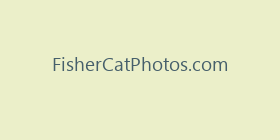 FisherCatPhotos.com