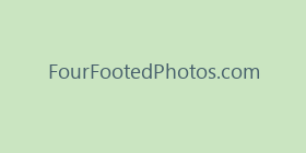 FourFootedPhotos.com