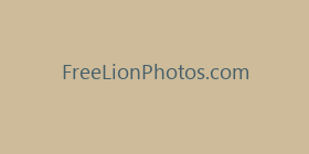FreeLionPhotos.com