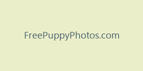 FreePuppyPhotos.com