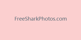 FreeSharkPhotos.com