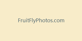 FruitFlyPhotos.com