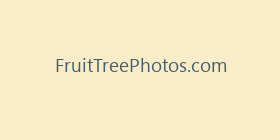 FruitTreePhotos.com