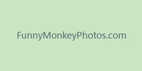 FunnyMonkeyPhotos.com
