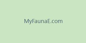MyFaunaE.com