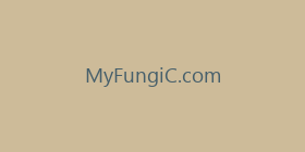 MyFungiC.com