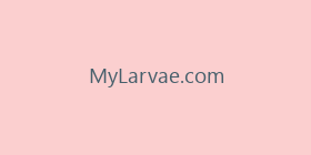 MyLarvae.com