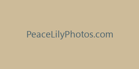 PeaceLilyPhotos.com