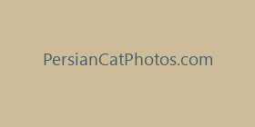 PersianCatPhotos.com