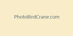 PhotoBirdCrane.com