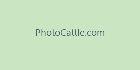 PhotoCattle.com