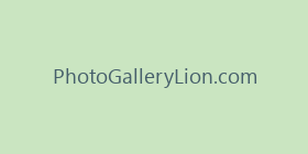 PhotoGalleryLion.com