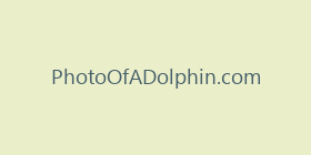 PhotoOfADolphin.com