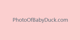PhotoOfBabyDuck.com