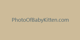 PhotoOfBabyKitten.com