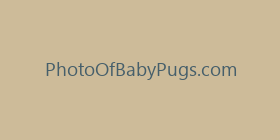 PhotoOfBabyPugs.com