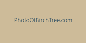 PhotoOfBirchTree.com