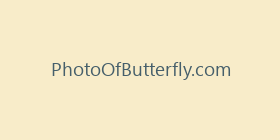PhotoOfButterfly.com