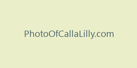 PhotoOfCallaLilly.com