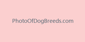 PhotoOfDogBreeds.com