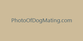 PhotoOfDogMating.com